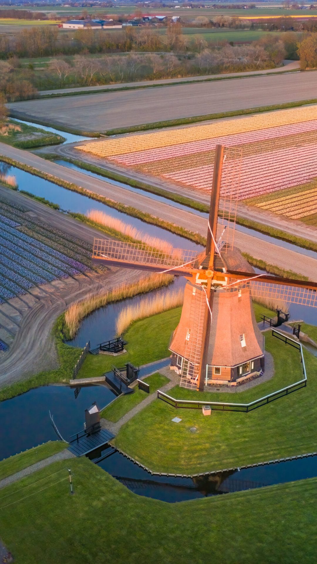 Molen bij Tulpenveld