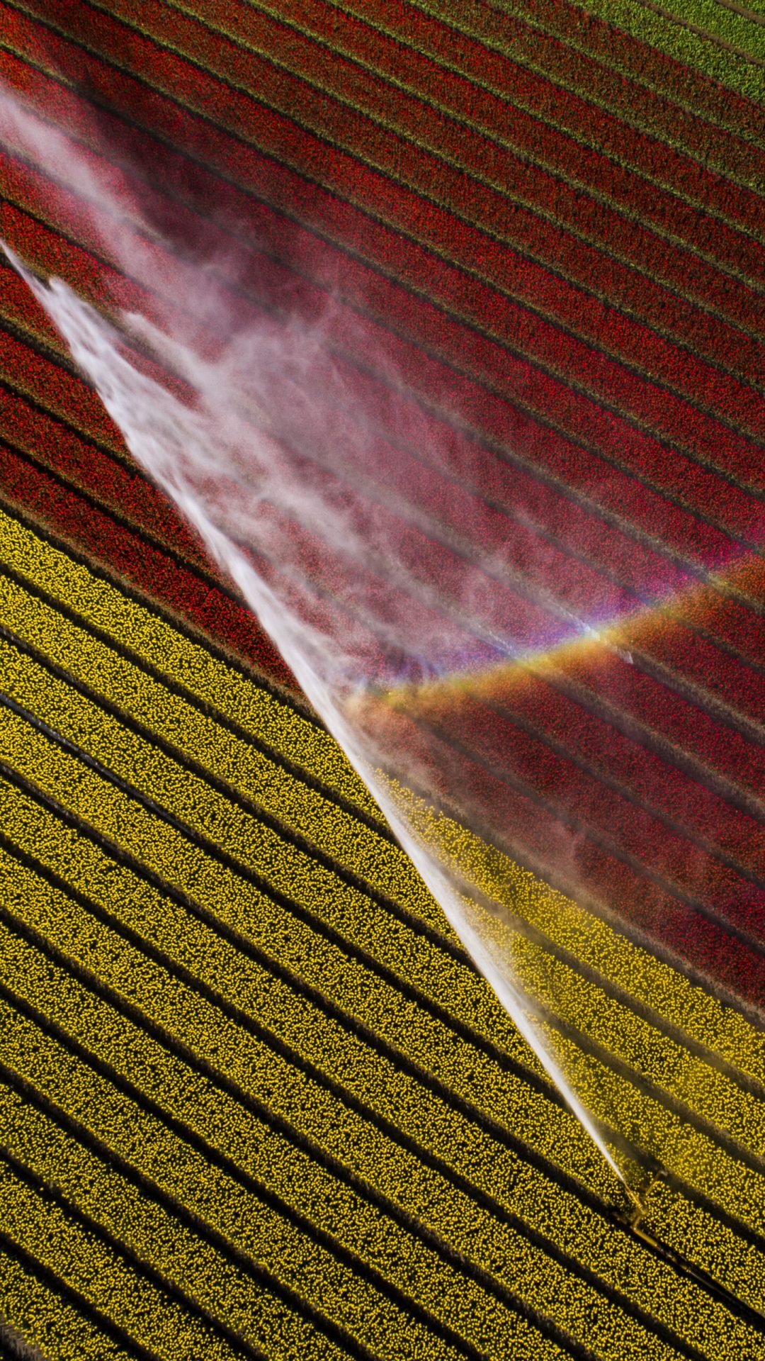 Drone Tulpenveld Sproeiers